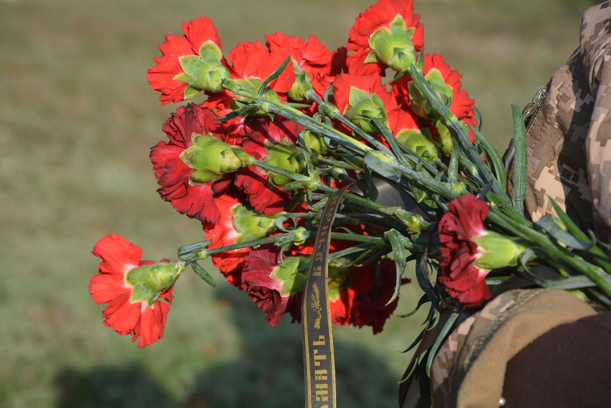 Proschannia14.11